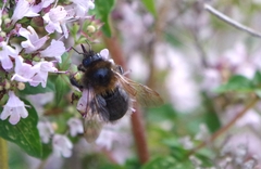 Bombus