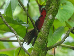 Rhodinocichla rosea