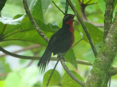 Rhodinocichla rosea
