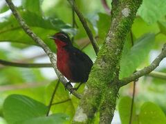 Rhodinocichla rosea
