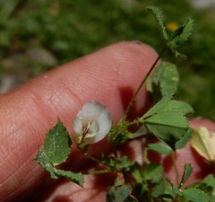 Trifolium monanthum