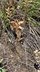 Aphyllon fasciculatum