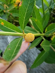 Puccinia minutissima