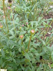 Cosmos atrosanguineus