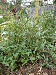 Cosmos atrosanguineus