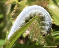 Monostegia
