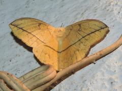 Lonomia electra