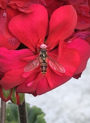 Episyrphus balteatus