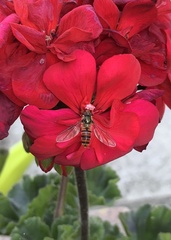 Episyrphus balteatus