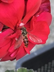 Episyrphus balteatus