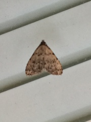 Dyspyralis puncticosta