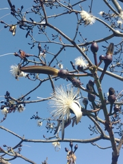 Pseudobombax grandiflorum