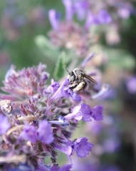 Anthophora bimaculata