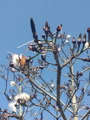 Pseudobombax grandiflorum