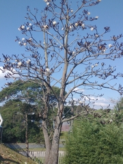 Pseudobombax grandiflorum