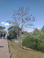 Pseudobombax grandiflorum