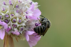 Stelis punctulatissima
