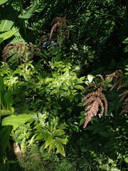 Astilbe rubra