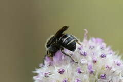 Stelis punctulatissima