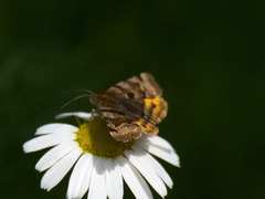 Euclidia glyphica