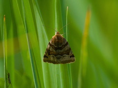Euclidia glyphica