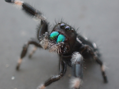 Regal Jumping Spider