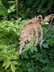 Astilbe rubra