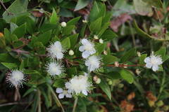 Myrtus communis