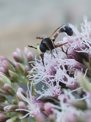 Physocephala vittata