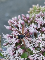 Physocephala vittata