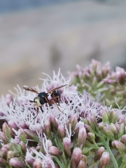 Physocephala vittata