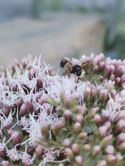Physocephala vittata