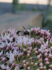 Physocephala vittata