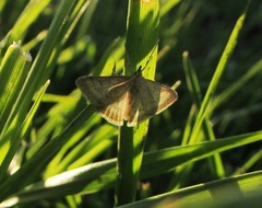 Anania fuscalis
