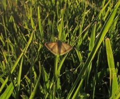 Anania fuscalis