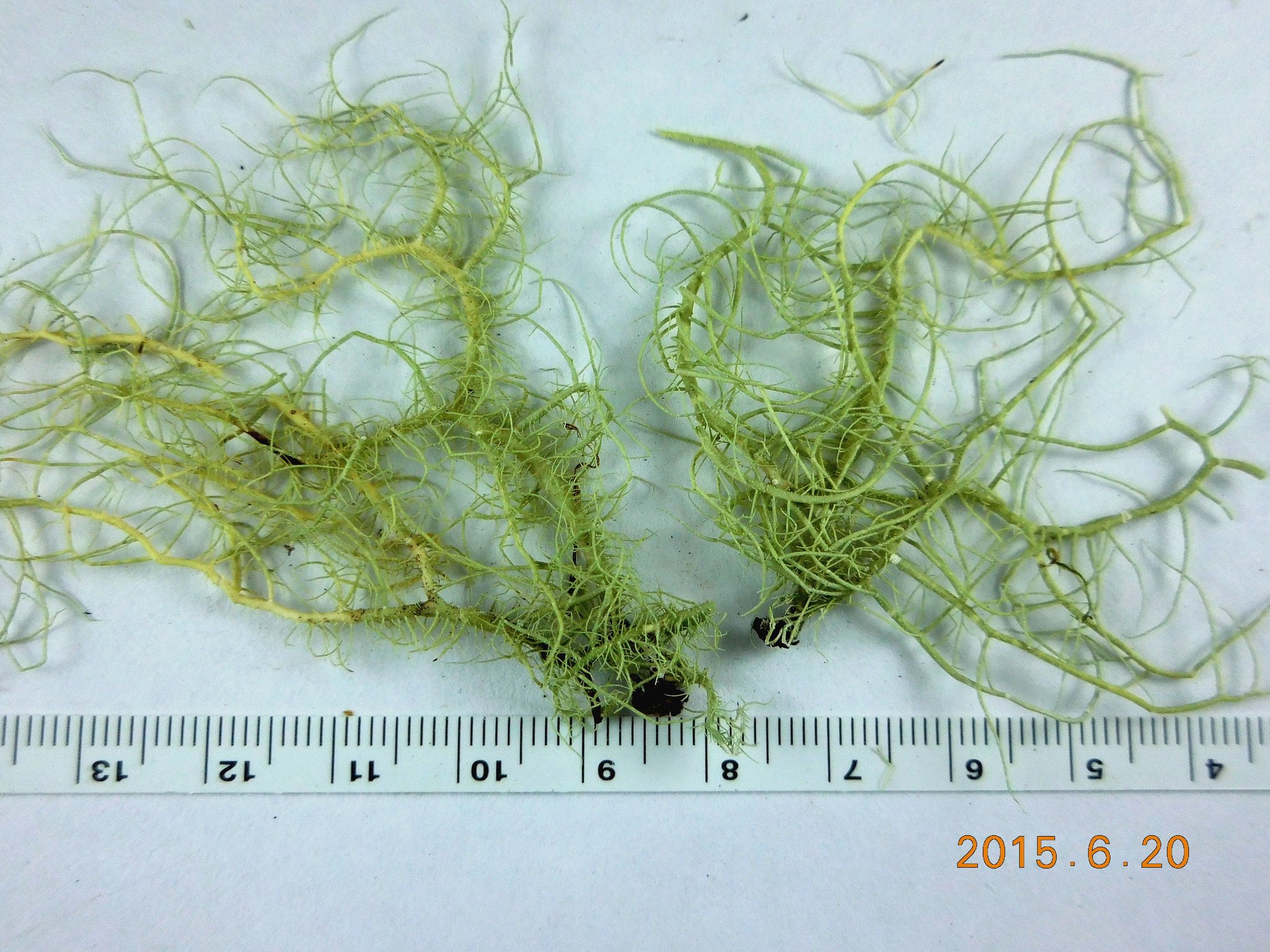 Usnea cornuta image