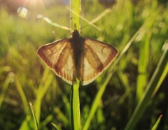 Anania fuscalis