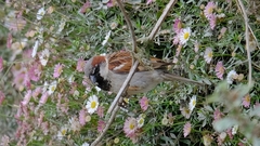 Passer domesticus