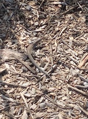 Aspidoscelis exsanguis