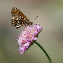 Melitaea varia