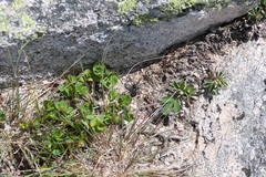 Pardosa labradorensis