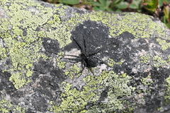 Pardosa labradorensis