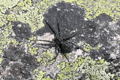 Pardosa labradorensis