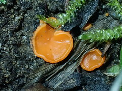 Pulvinula convexella