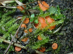 Pulvinula convexella