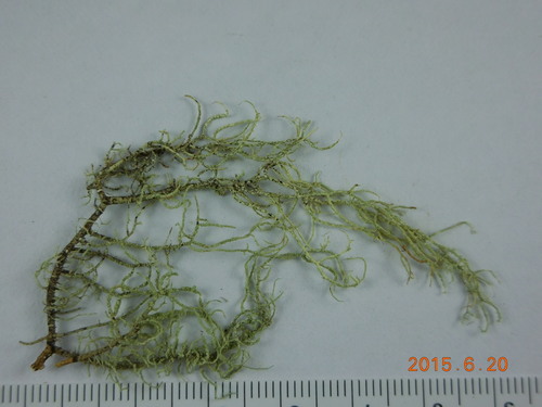 Ragged Beard Lichen