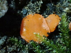Pulvinula convexella
