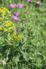 Vincetoxicum schmalhausenii