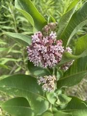 Asclepias syriaca
