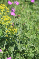 Vincetoxicum schmalhausenii